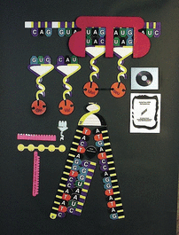 protein synthesis manipulatives kit (c062b-025885)