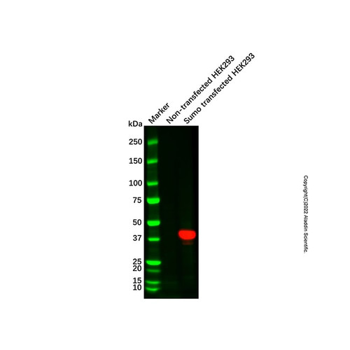sumo tag mouse mab (hrp) (c007b-601642)