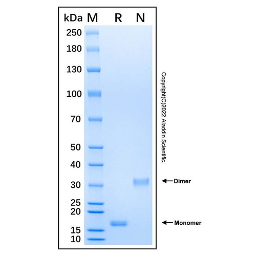 recombinant human gdnf protein (c007b-604864)