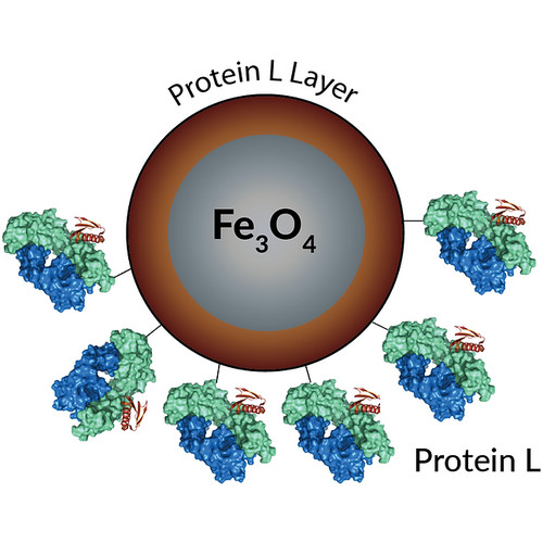 puromag„¢ protein l coated magnetic beads, 5 ml