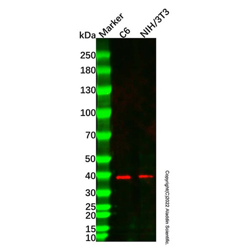 tbp mouse mab (c007b-609498)