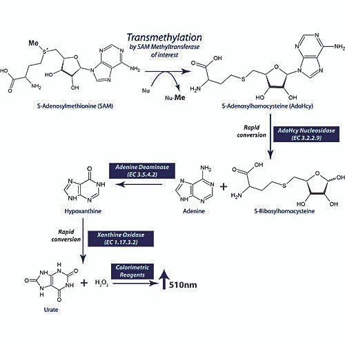 sam510 : sam methyltransferase assay, 100 assays
