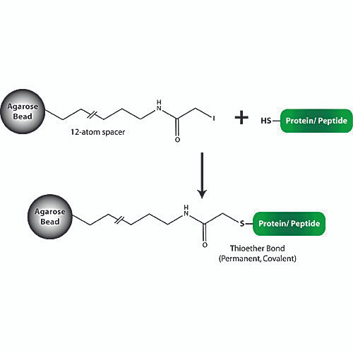 peptide coupl sulfo 50ml