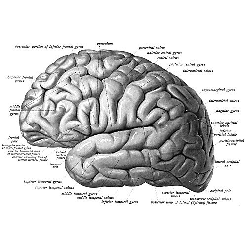 human normal brain tissue region blot, 1 blot