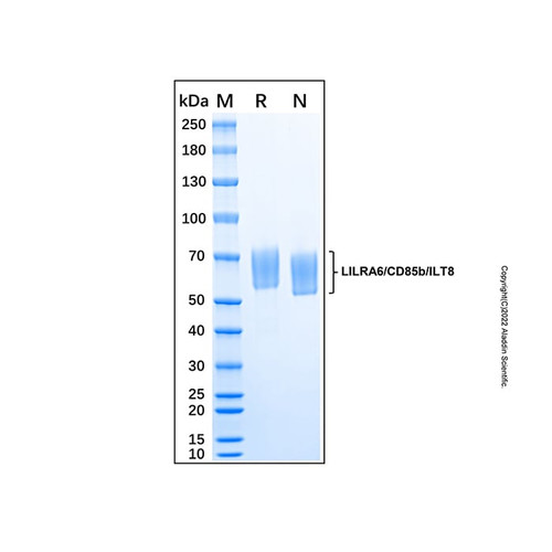 recombinant human lilra6/cd85b/ilt8 protein (c007b-676782)