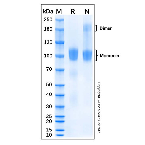 recombinant mouse ret protein (c007b-676791)