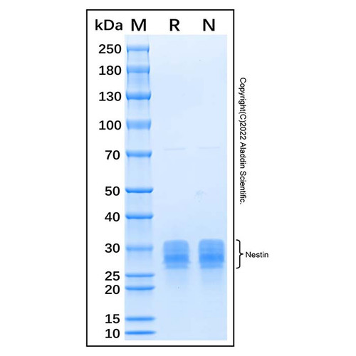 recombinant human nestin protein (c007b-676799)