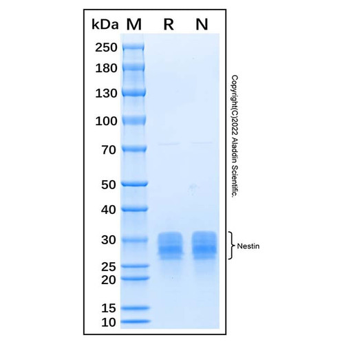 recombinant human nestin protein (c007b-676802)