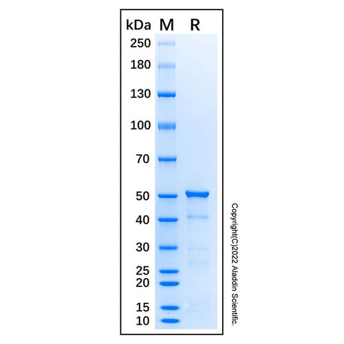 recombinant human hdac3 protein (c007b-676826)