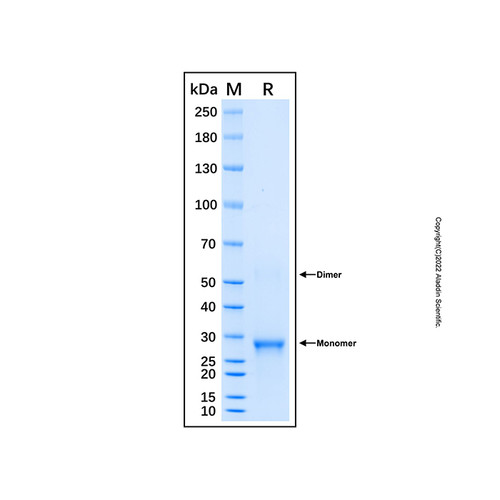 recombinant human tank/traf2 protein (c007b-676829)