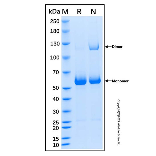 recombinant human collagen xxiii alpha 1/col23a1 protein (c007b-676843)