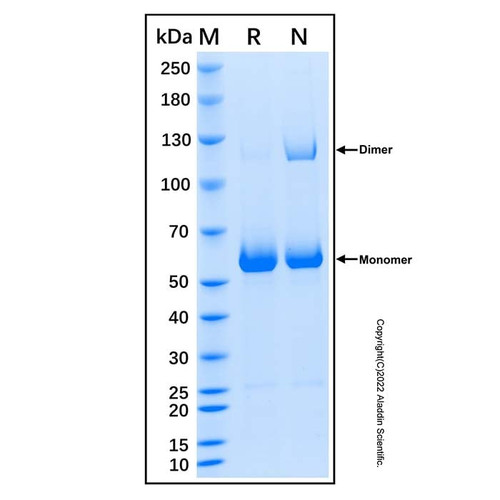 recombinant human collagen xxiii alpha 1/col23a1 protein (c007b-676845)