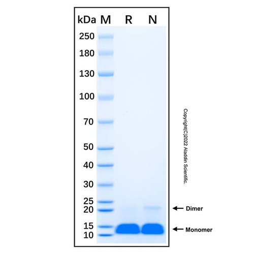 recombinant human pde6h protein (c007b-676850)