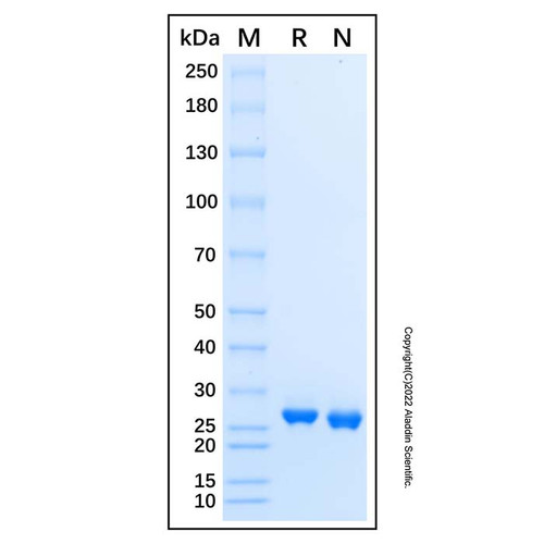 recombinant human dgcr6l protein (c007b-676871)