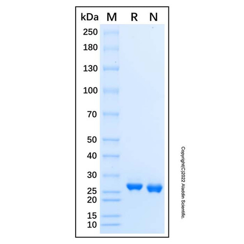 recombinant human dgcr6l protein (c007b-676872)