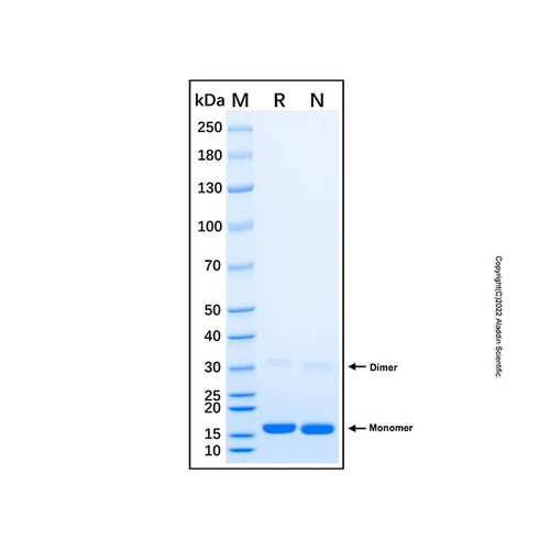recombinant human dusp19 protein (c007b-676876)