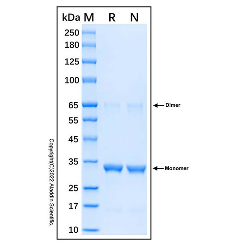 recombinant human exosc3 protein (c007b-676891)