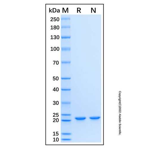 recombinant human fam50a protein (c007b-676895)