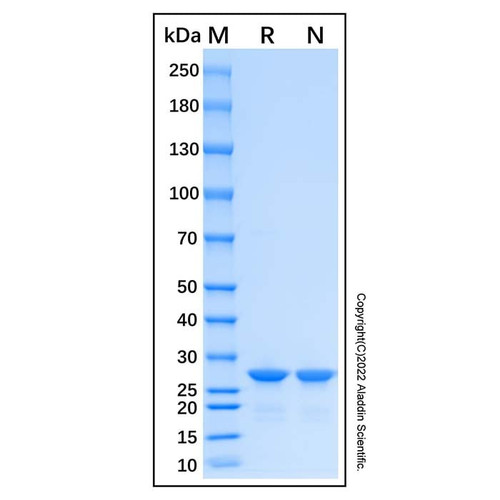 recombinant human ostf1 protein (c007b-676909)