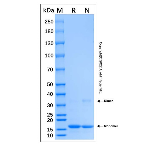 recombinant human polr2d protein (c007b-676914)