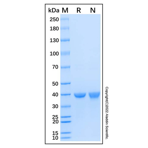 recombinant human ptgr2 protein (c007b-676915)