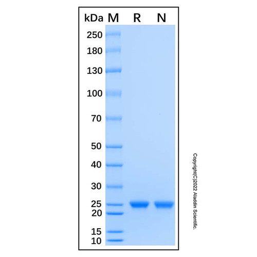 recombinant human rab1a protein (c007b-676919)