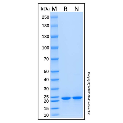 recombinant human rbm8a protein (c007b-676925)