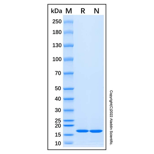 recombinant human rpl31 protein (c007b-676928)