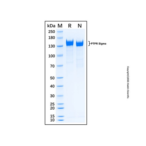 recombinant human ptpr sigma protein (c007b-676945)