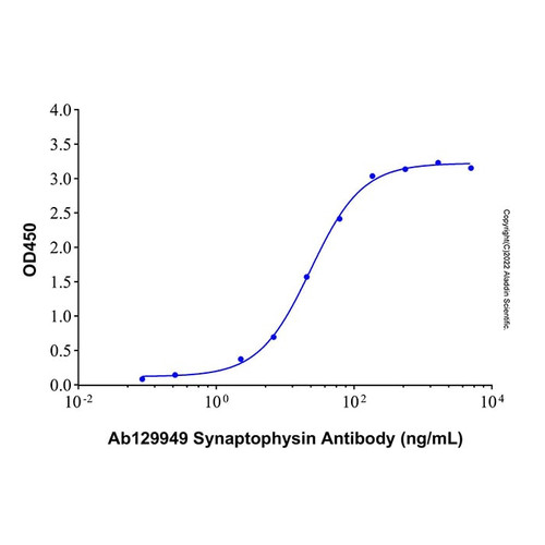 recombinant human synaptophysin/syp protein (c007b-676948)
