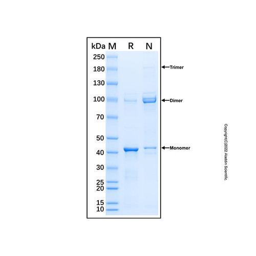 recombinant human gm130/golga2 protein (c007b-676958)