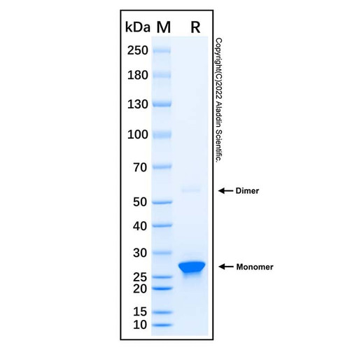 recombinant human jak2 protein (c007b-676960)