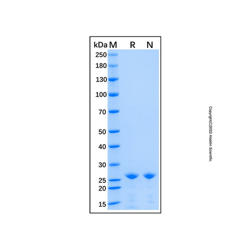 recombinant human sp1 protein (c007b-676967)