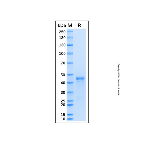 recombinant human hadha protein (c007b-676971)