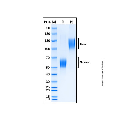 recombinant human activin riib protein (c007b-676978)