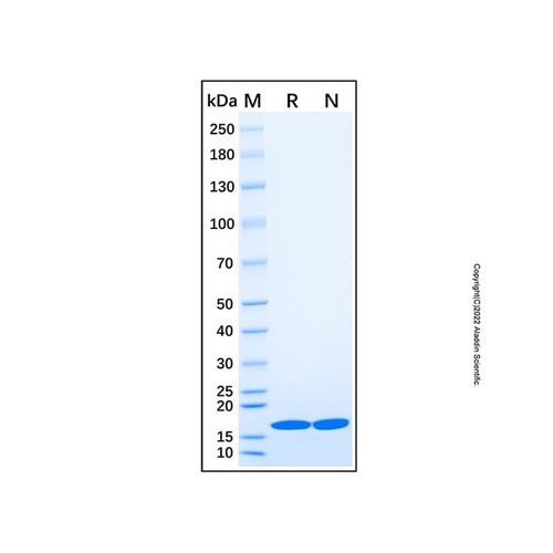 recombinant human il-1 beta/il-1f2 protein (c007b-676992)