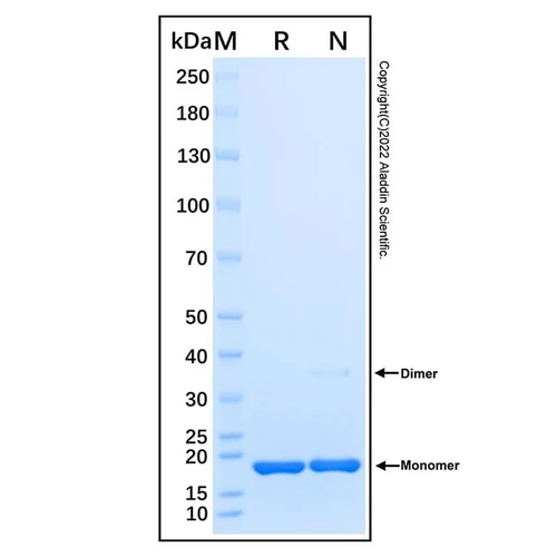 recombinant human fgf basic protein (c007b-676995)