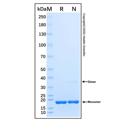 recombinant human fgf basic protein (c007b-676996)