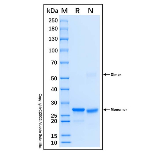 recombinant human imp dehydrogenase 2/impdh2 protein (c007b-677016)