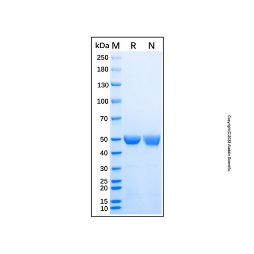 recombinant human 6-phosphogluconate dehydrogenase/pgd protein (c007b-677033)
