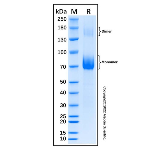 recombinant feline cd19 protein (c007b-677036)