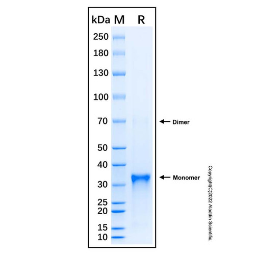 recombinant human ctgf/ccn2 protein (c007b-677038)