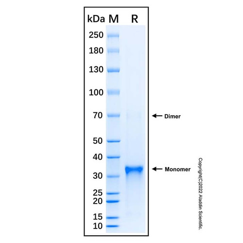 recombinant human ctgf/ccn2 protein (c007b-677040)