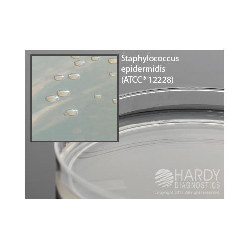 nutrient agar plate, deep fill, 15x100mm plate