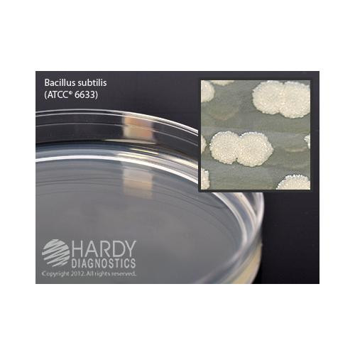 tryptic soy agar (tsa) plate, 15 x 100mm