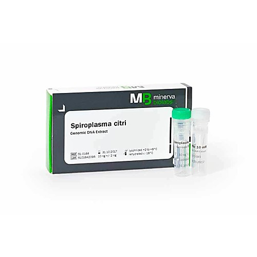 genomic dna extract: klebsiella pneumoniae, esbl+