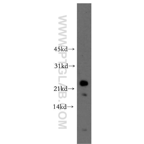 rhof rabbit polyclonal antibody (12290-1-ap)