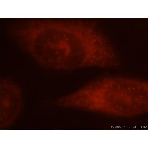 alox5 rabbit polyclonal antibody (10021-1-ig)