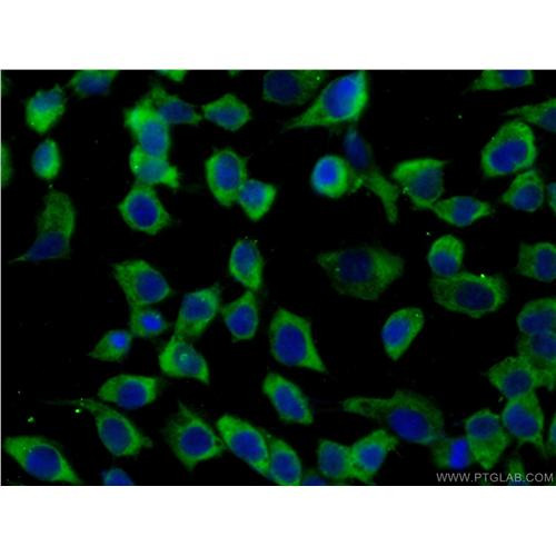 grb7 rabbit polyclonal antibody (10045-1-ig)