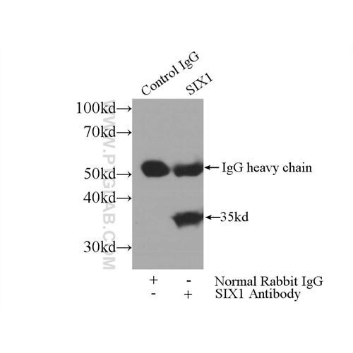 six1 rabbit polyclonal antibody (10709-1-ap)